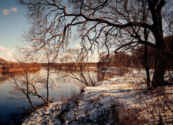 Bezlistne drzewa w śniegu na brzegu rzeki