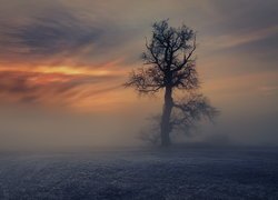 Bezlistne drzewo na polu w porannej mgle