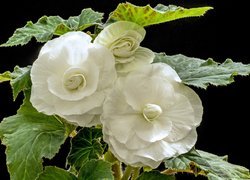 Begonia bulwiasta, Białe, Kwiaty, Liście
