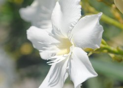 Biała lilia amazońska