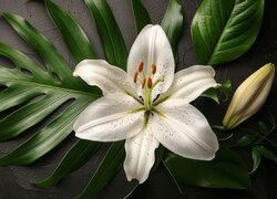 Biała lilia z pąkiem na liściu