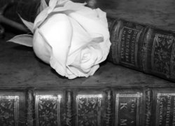 Biała róża na książkach