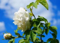 Biała róża na tle niebieskiego nieba