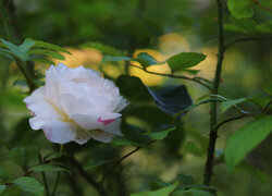 Biała róża wśród liści