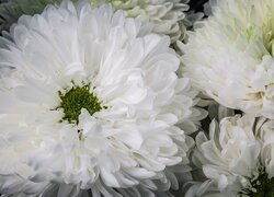 Kwiaty, Białe, Chryzantemy