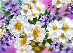 Białe dzikie róże