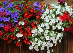 Kwiaty, Fioletowe, Białe, Petunie