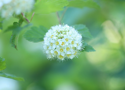 Krzew, Tawuła van Houttea, Białe, Kwiaty