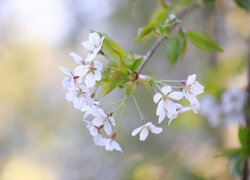 Białe kwiaty i liście wiśni na gałązce