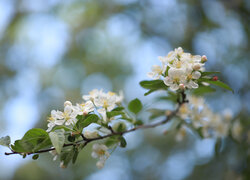 Białe kwiaty jabłoni na gałązce