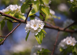 Białe kwiaty jabłoni w słońcu