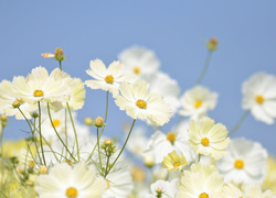 Białe kwiaty kosmei na tle nieba