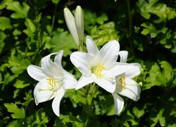 Białe kwiaty lilii z pąkami