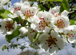 Białe kwiaty na gałązkach drzewa owocowego