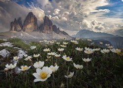 Białe kwiaty na łące na tle gór Tre Cime di Lavaredo