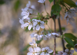 Białe kwiaty wiśni ozdobnej