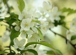 Białe kwiaty z zielonymi listkami na gałązce drzewa owocowego