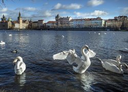 Ptaki, Łabędzie, Rzeka, Wełtawa, Domy, Praga, Czechy
