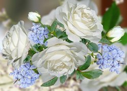 Białe róże i niebieskie kwiaty w 2D