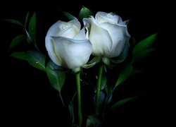 Białe róże w kroplach wody na czarnym tle