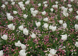 Białe tulipany i stokrotki