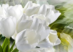 Białe tulipany w grafice na rozmytym tle