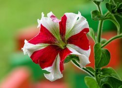 Kwiat, Biało-czerwona, Petunia