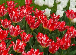 Biało-czerwone tulipany w zbliżeniu