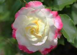 Kwiat, Róża, Biało-różowa, Rozmycie, Liście