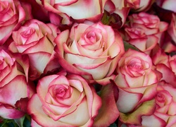 Biało-różowe róże
