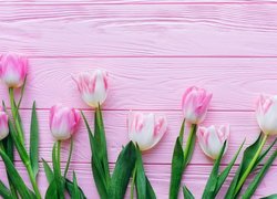 Biało-różowe tulipany na różowych deskach