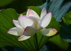 Biało-różowy kwiat lotosu