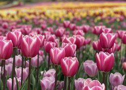 Białoróżowe tulipany na polu