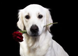 Pies, Golden retriever, Róża
