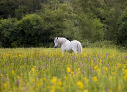 Biały koń na kwiecistej łące latem
