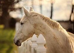 Biały, Koń, Ogrodzenie