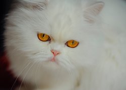 Biały kot o miodowych oczach