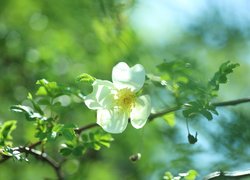 Biały kwiat dzikiej róży w zbliżeniu