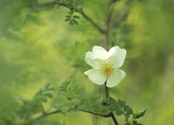 Biały kwiat dzikiej róży