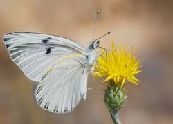 Biały motyl na żółtym kwiatku