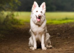 Pies, Biały owczarek szwajcarski, Ścieżka
