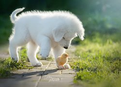 Biały szczeniak i kurczątko