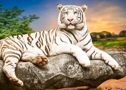 Biały tygrys na skale