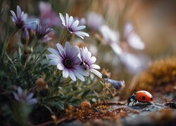 Fioletowe, Kwiaty, Stokrotki afrykańskie, Biedronka, Grafika AI