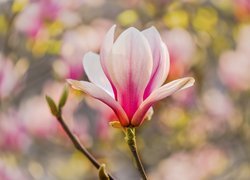 Gałązka, Kwiat, Bladoróżowy, Magnolia