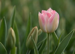 Bladoróżowy tulipan w zbliżeniu