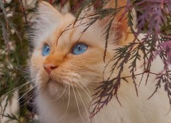 Błękitnooki kot pod gałązkami z liśćmi