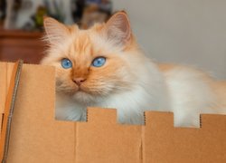 Błękitnooki, Kot, Karton