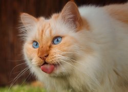 Błękitnooki rudawy kot z wystawionym językiem