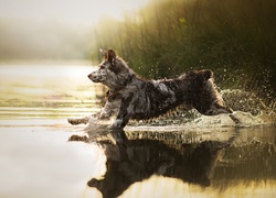 Biegnący, Pies, Border collie, Woda, Zarośla